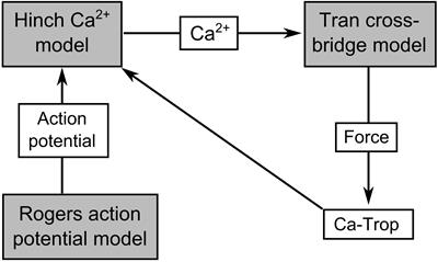 Insights From Computational Modeling Into the Contribution of Mechano-Calcium Feedback on the Cardiac End-Systolic Force-Length Relationship